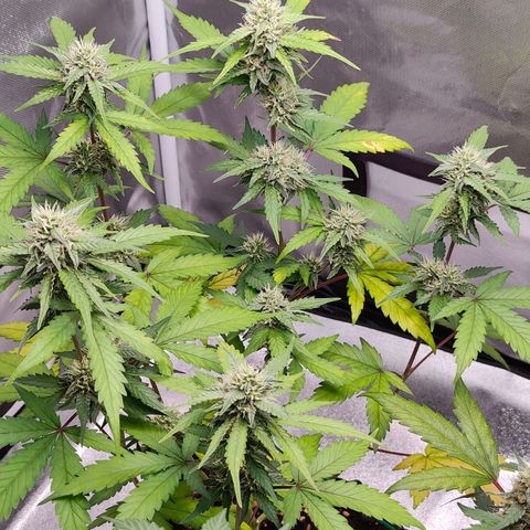 Blueberry Final's Battle #1 growlog photo: @2AM Night time
