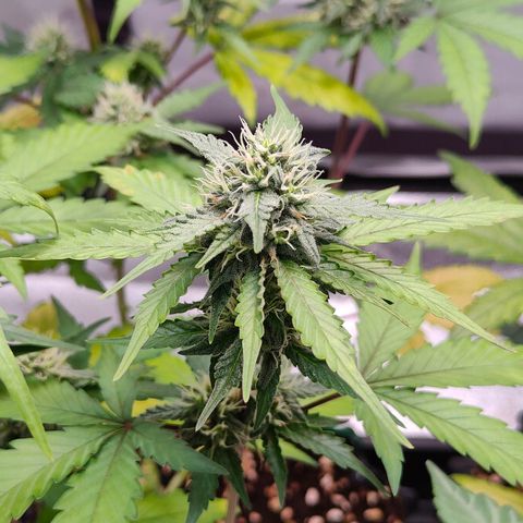 Blueberry Final's Battle #1 growlog photo: @2AM Night time