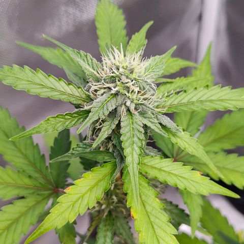 Blueberry Final's Battle #1 growlog photo: @2AM Night time