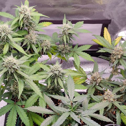 Blueberry Final's Battle #1 growlog photo: @11.30PM Night time