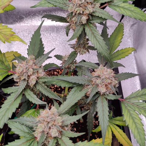 Blueberry Final's Battle #1 growlog photo: @Night time