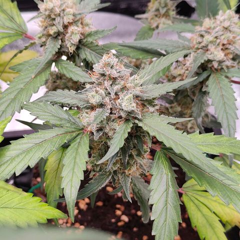 Blueberry Final's Battle #1 growlog photo: @Night time