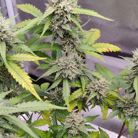 Blueberry Final's Battle #1 growlog photo: @Night time