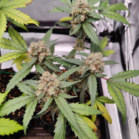 Blueberry Final's Battle #1 growlog photo: @Night time