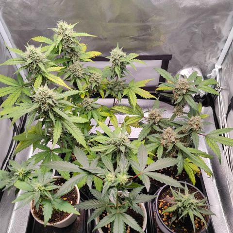 Blueberry Final's Battle #1 growlog photo: @Night time