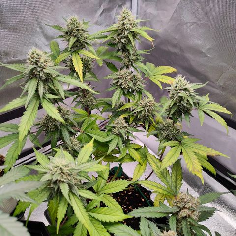 Blueberry Final's Battle #1 growlog photo: @Night time