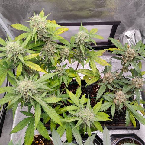 Blueberry Final's Battle #1 growlog photo: @Night time