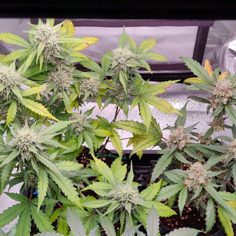 Blueberry Final's Battle #1 growlog photo: @Night time