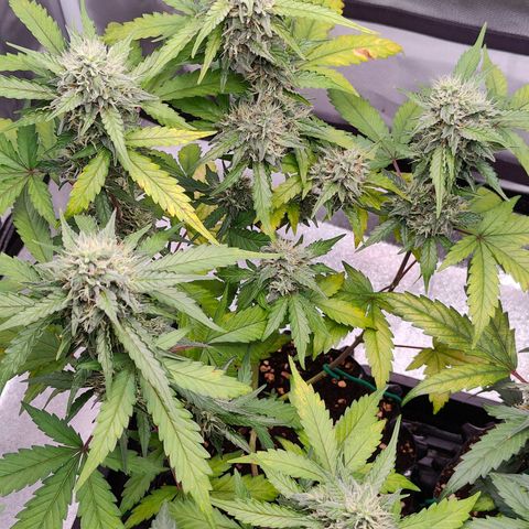 Blueberry Final's Battle #1 growlog photo: @Night time