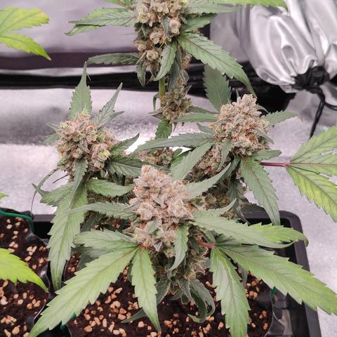 Blueberry Final's Battle #1 growlog photo: @Night time