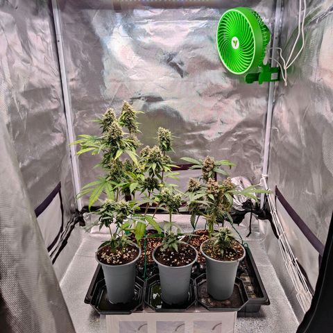 Blueberry Final's Battle #1 growlog photo: @Night time