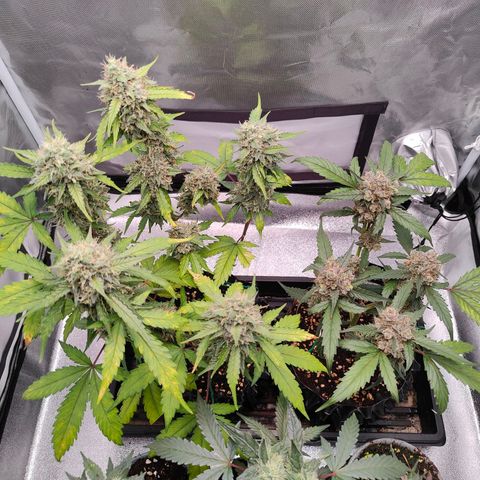 Blueberry Final's Battle #1 growlog photo: @Night time