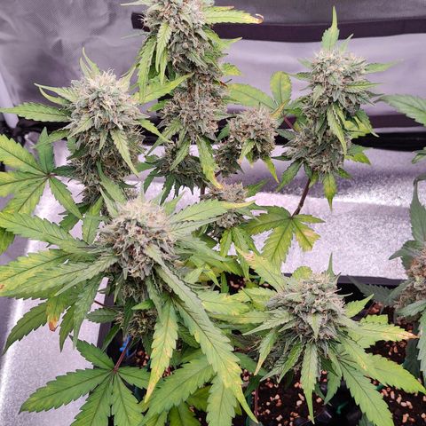 Blueberry Final's Battle #1 growlog photo: @Night time