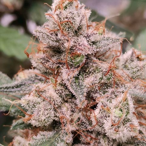 Blueberry Final's Battle #1 growlog photo: @Night time