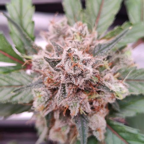 Blueberry Final's Battle #1 growlog photo: @Night time