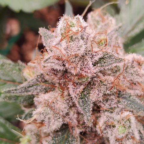 Blueberry Final's Battle #1 growlog photo: @Night time