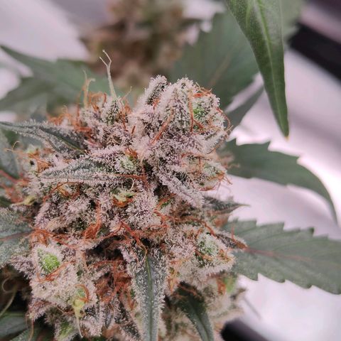 Blueberry Final's Battle #1 growlog photo: @Night time