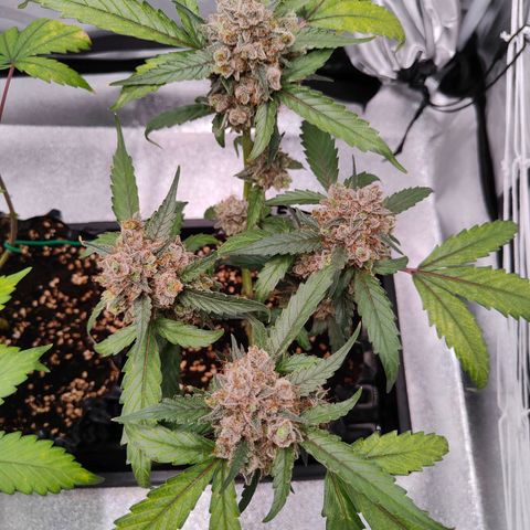 Blueberry Final's Battle #1 growlog photo: @Night time