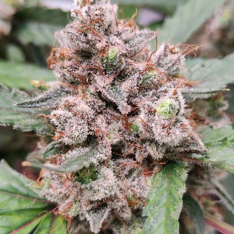Blueberry Final's Battle #1 growlog photo: @Night time