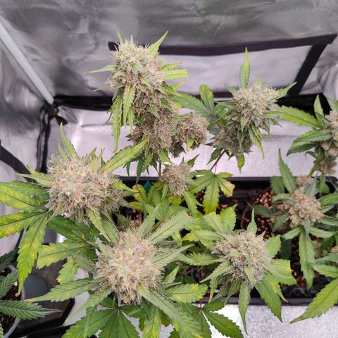 Blueberry Final's Battle #1 growlog photo: @Night time