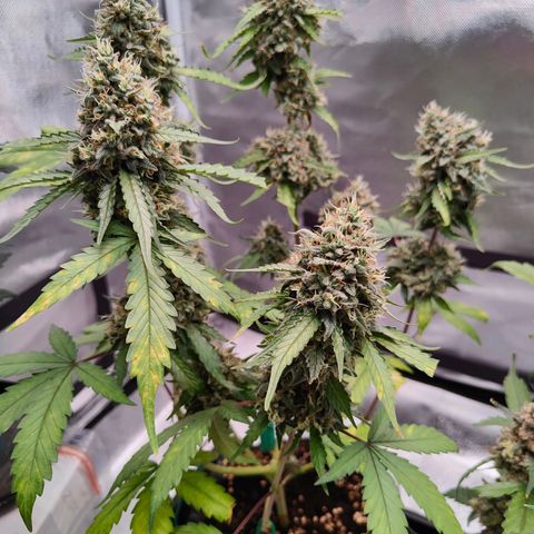 Blueberry Final's Battle #1 growlog photo: @Night time