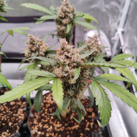 Blueberry Final's Battle #1 growlog photo: @Night time