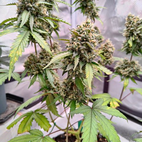 Blueberry Final's Battle #1 growlog photo: @Night time