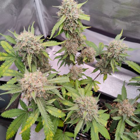 Blueberry Final's Battle #1 growlog photo: @Night time
