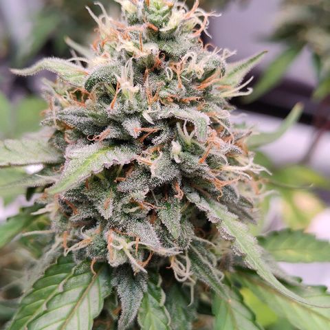 Blueberry Final's Battle #1 growlog photo: @Night time