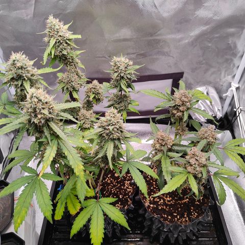 Blueberry Final's Battle #1 growlog photo: @Night time