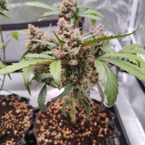 Blueberry Final's Battle #1 growlog photo: @Night time