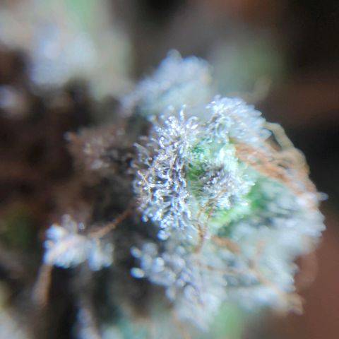Blueberry Final's Battle #1 growlog photo: Chopped night time.