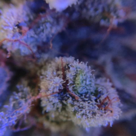 Blueberry Final's Battle #1 growlog photo: Chopped night time.