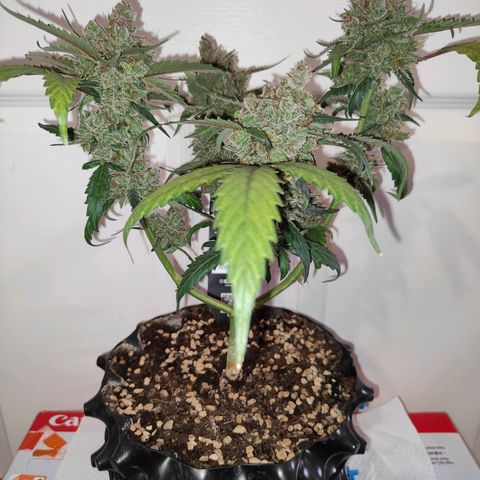 Blueberry Final's Battle #1 growlog photo: Chopped night time.