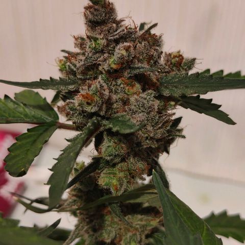 Blueberry Final's Battle #1 growlog photo: Chopped night time.