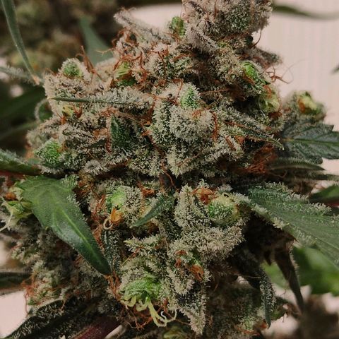 Blueberry Final's Battle #1 growlog photo: Chopped night time.