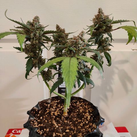 Blueberry Final's Battle #1 growlog photo: Chopped night time.