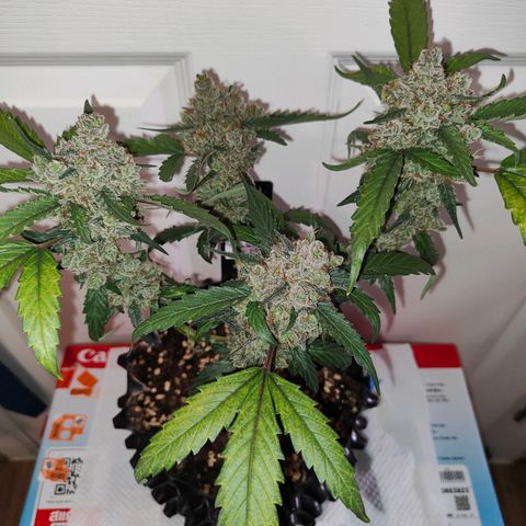 Blueberry Final's Battle #1 growlog photo: Chopped night time.
