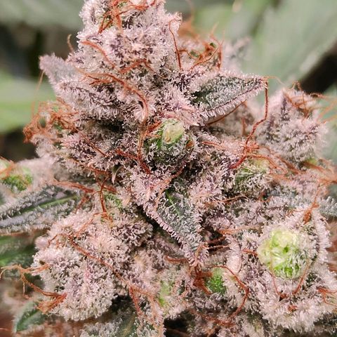 Blueberry Final's Battle #1 growlog photo: Chopped night time.