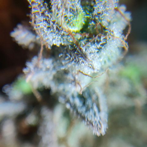 Blueberry Final's Battle #1 growlog photo: Chopped night time.