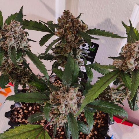 Blueberry Final's Battle #1 growlog photo: Chopped night time.