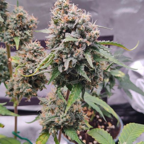 Blueberry Final's Battle #1 growlog timeline photo