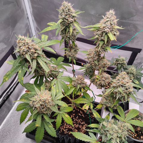 Blueberry Final's Battle #1 growlog timeline photo