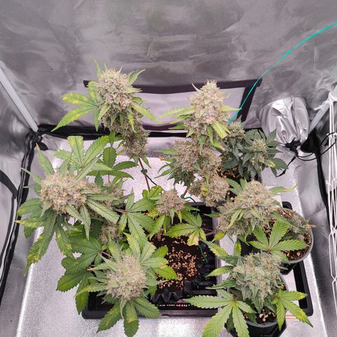 Blueberry Final's Battle #1 growlog timeline photo
