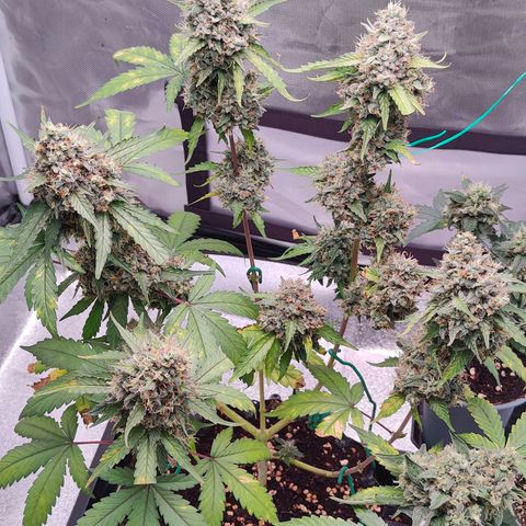 Blueberry Final's Battle #1 growlog timeline photo