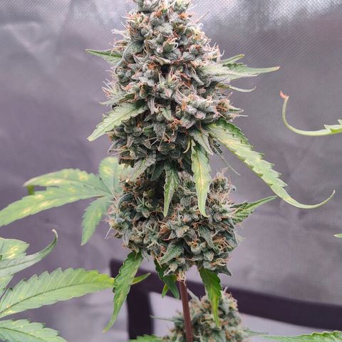Blueberry Final's Battle #1 growlog timeline photo