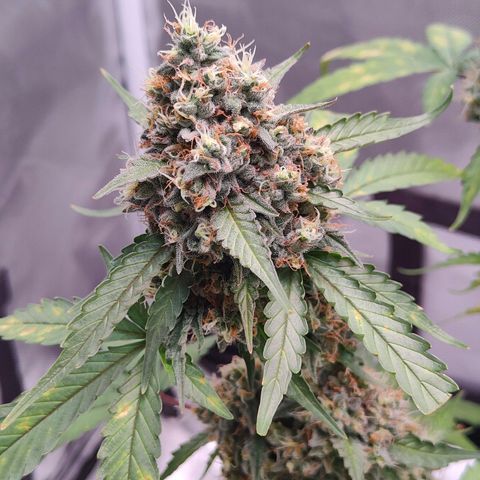Blueberry Final's Battle #1 growlog timeline photo