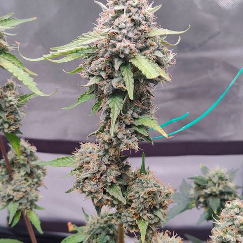 Blueberry Final's Battle #1 growlog timeline photo