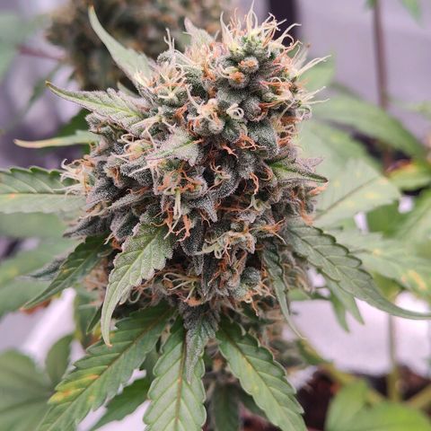 Blueberry Final's Battle #1 growlog timeline photo