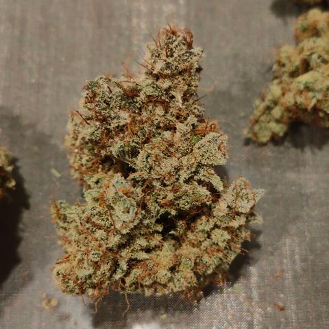 Blueberry Final's Battle #1 growlog timeline photo